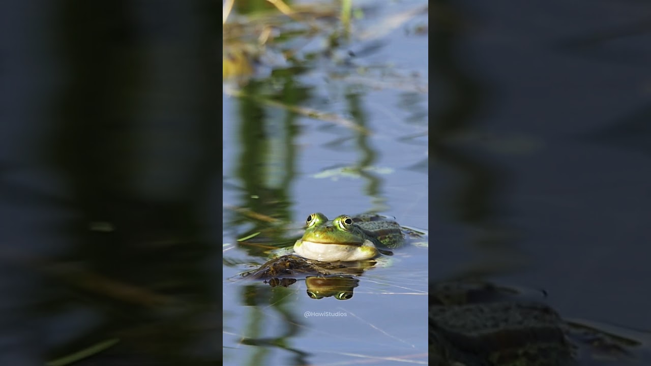 Frog in water #water #frog #lake #puddle #beautiful #wow #croak #green #aw #nature #wildlife HA10726