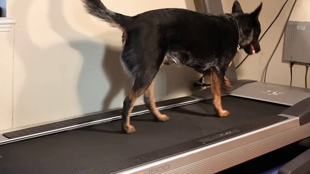 Perro en caminadora / Dog on Treadmill 3