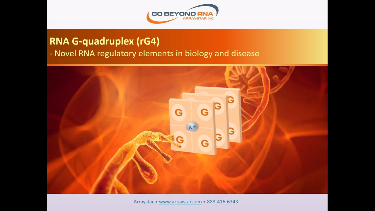 RNA G-quadruplex (rG4)- Novel RNA regulatory elements in biology and disease