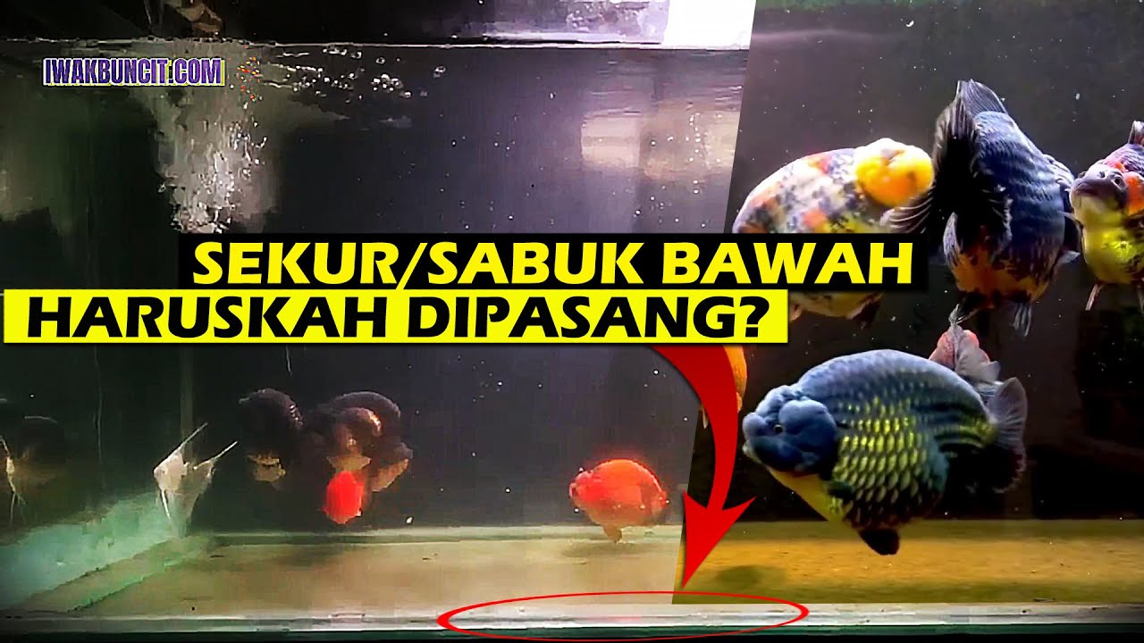 Haruskah Sabuk Bawah pada Aquarium Ikan Mas Koki Dipasang Juga?