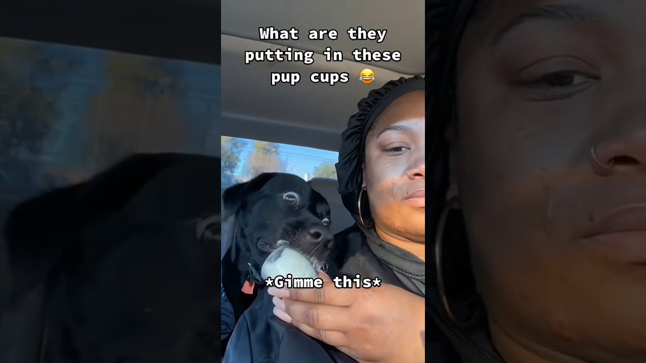 Dogs being funny with Pup cup part 151 🤣🐕 