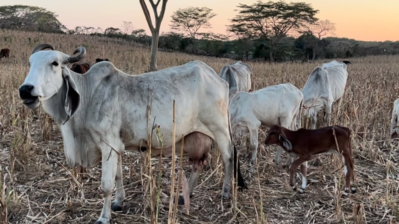 Vaca indobrazil pura reci&eacute;n parida nosotros no aprovechamos la oportunidad