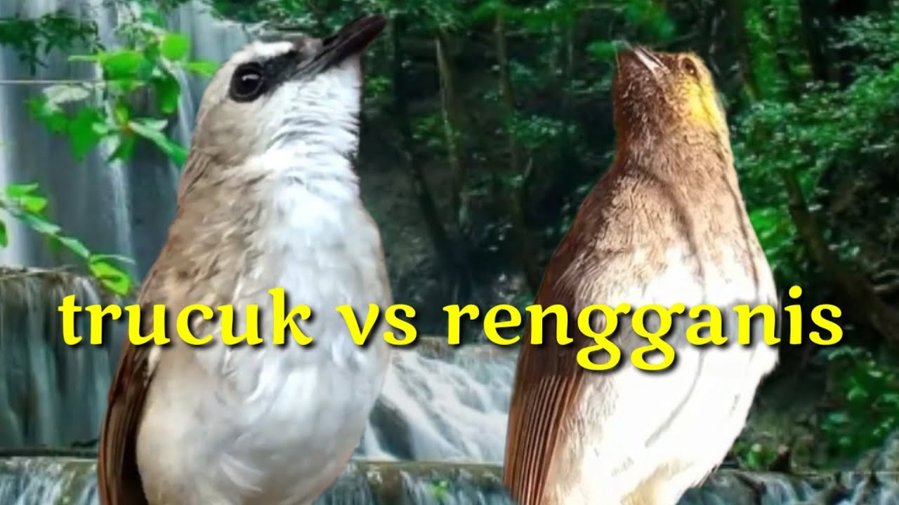 kolaborasi trucuk gacor vs cucak wilis/rengganis gacor