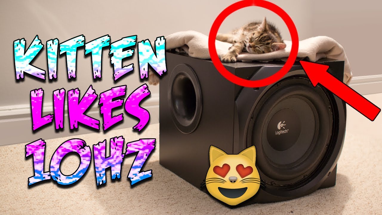Kitten Likes 10HZ BASS !! (Logitech Z5500)