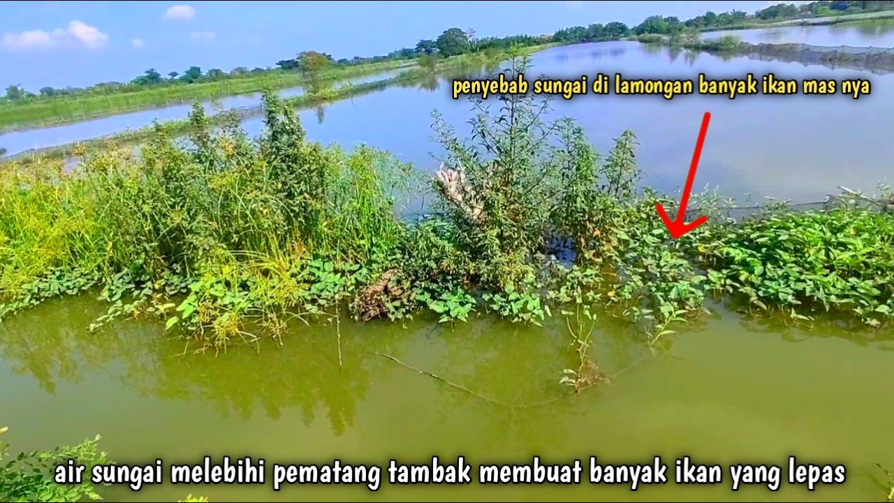 Mancing ikan mas banjiran di lamongan gak perlu blusukan jauh kepedalaman