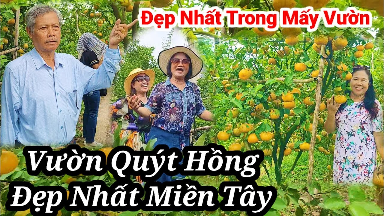 Vườn Quýt đẹp nhất trong các vườn ở lai Vung đồng tháp