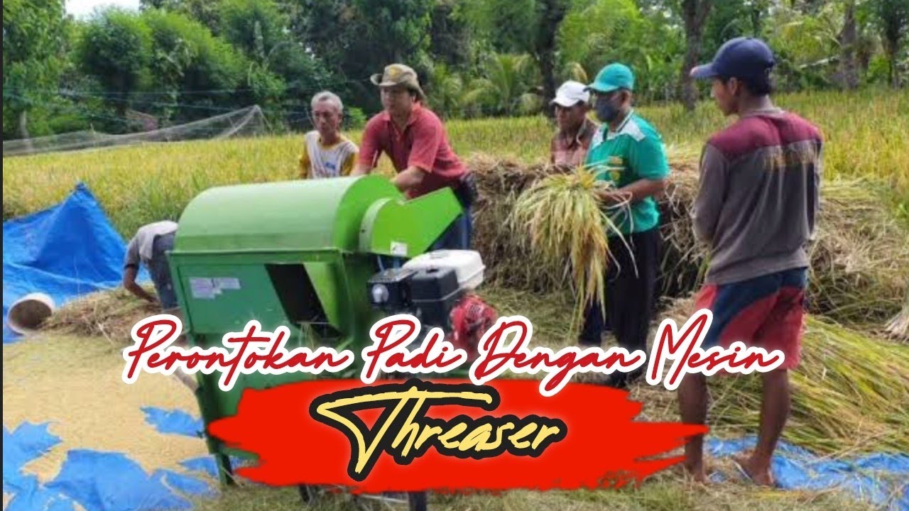 Perontokan Padi Dengan Mesin Threaser