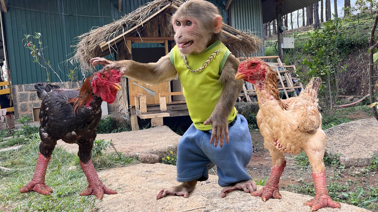 Surprise! Smart Monkey Max has a new friend 🐥🐥🐥