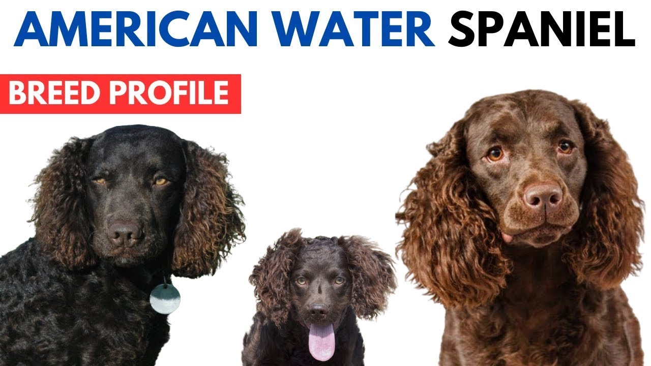 American Water Spaniel Breed Profile History - Price - Traits - AWS Grooming Needs - Lifespan