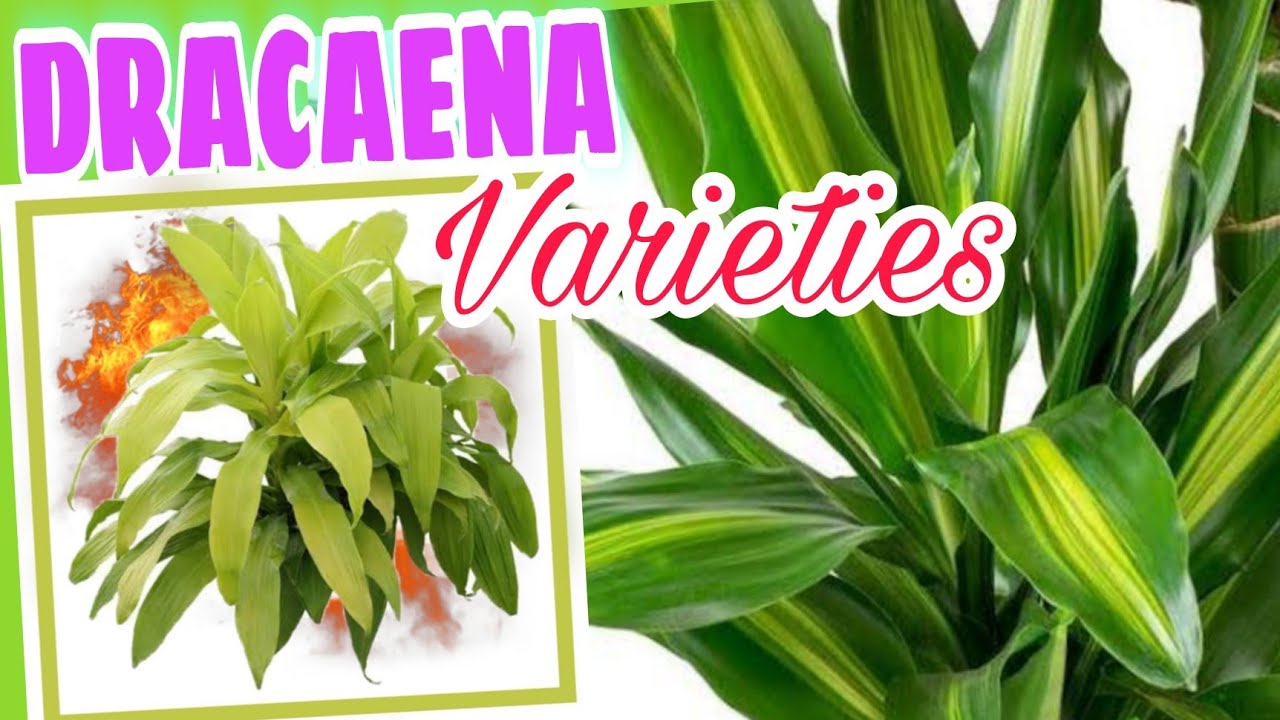 DRACAENA PLANT VARIETIES - TOP 20 (Different Types of Dracaena Plants)
