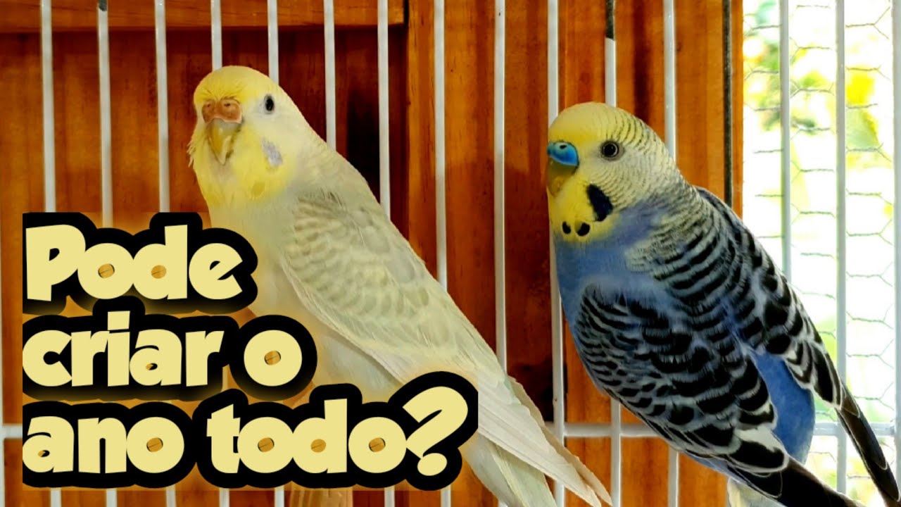 QUAL É A ÉPOCA DE REPRODUÇÃO DOS PERIQUITOS AUSTRALIANOS?