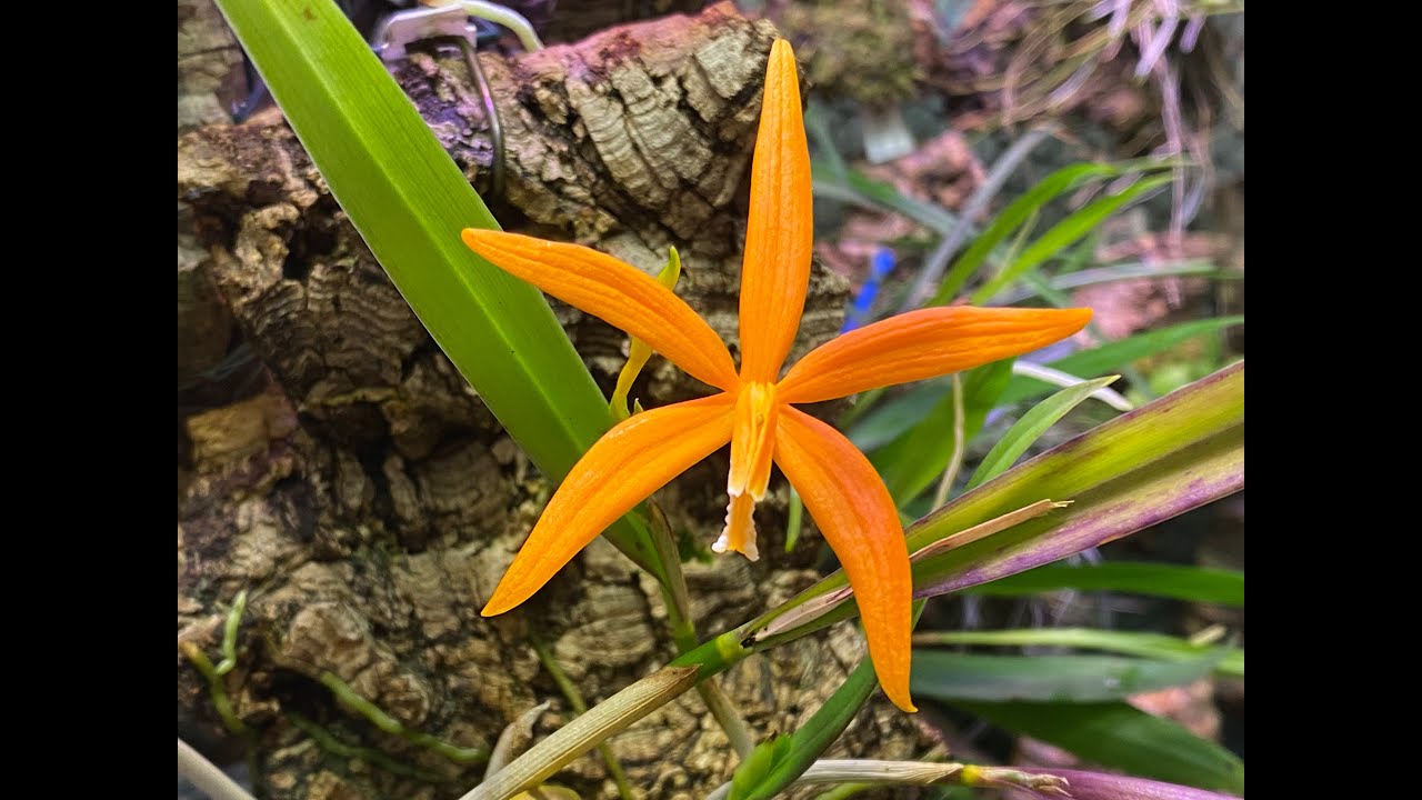 Laelia harpophylla #CareCollab
