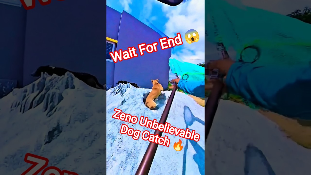 Zeno Unbelievable Dog Catching #zeno #dog #dogwithpublicsafety #ytviral #pets #dogshorts #shorts