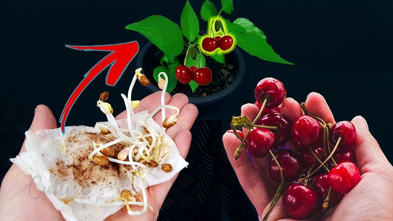 Cómo germinar semillas de cereza - Éxito asegurado -