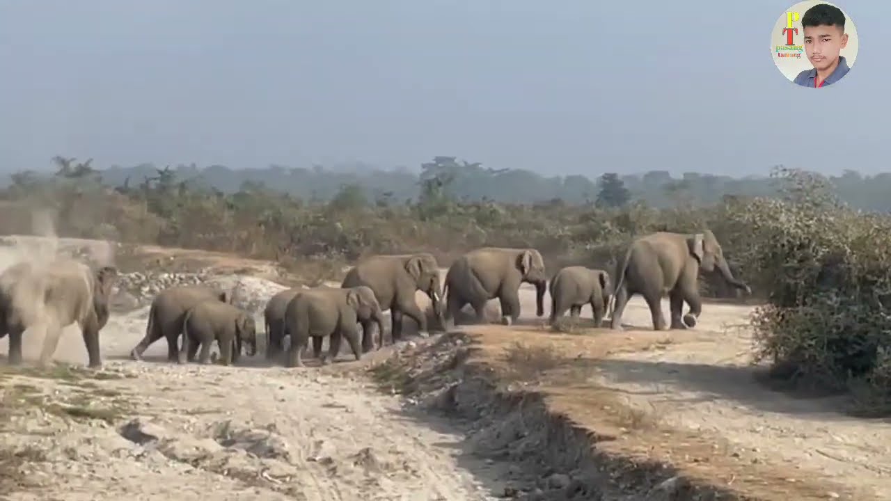An Elephant Crossing Through The Tea Garden 🐘🐘