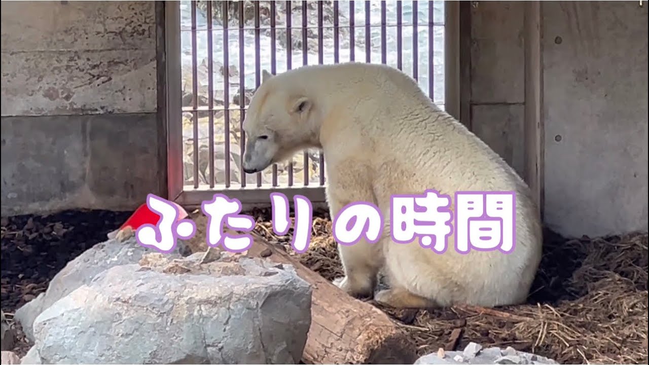 ゆるり流れてた♪ふたりの時間♡フブキとユキの物語at男鹿水族館GAOのホッキョクグマ親子ʕ•ᴥ•ʔ