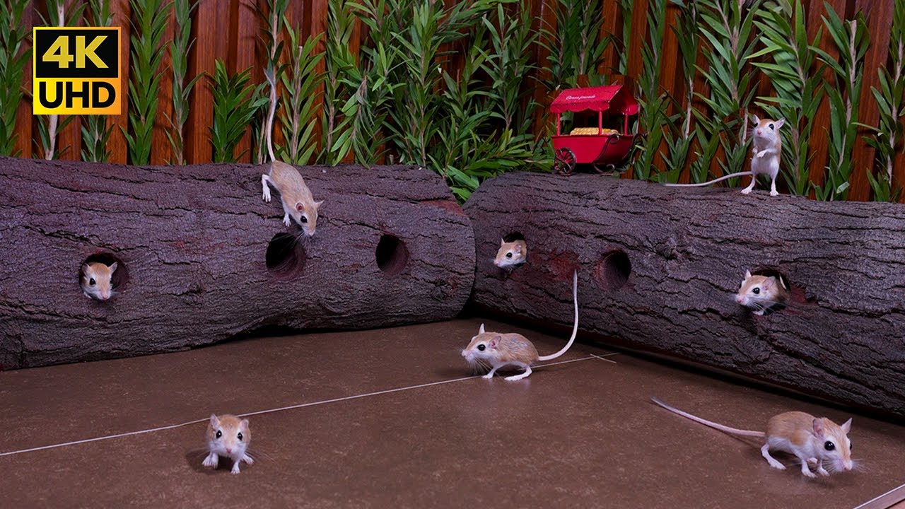 Cat TV Real Mouse Maze 🐭 Cat Go Crazy! | 8h Non-Stop Hide & Reveal pop-out for cats to watch
