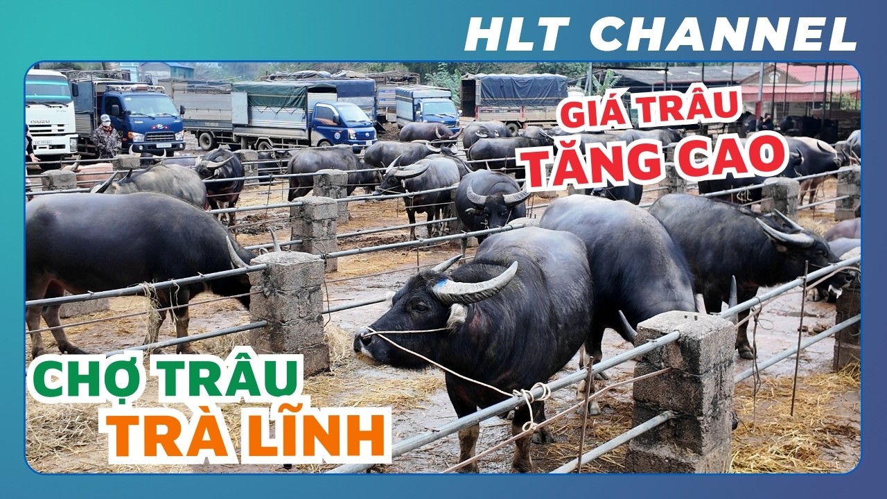 Thăm Quan Chợ Trâu Trà Lĩnh - Cao Bằng | Giá Trâu Tăng Cao, Nông Dân Được Mùa (Phần 2)
