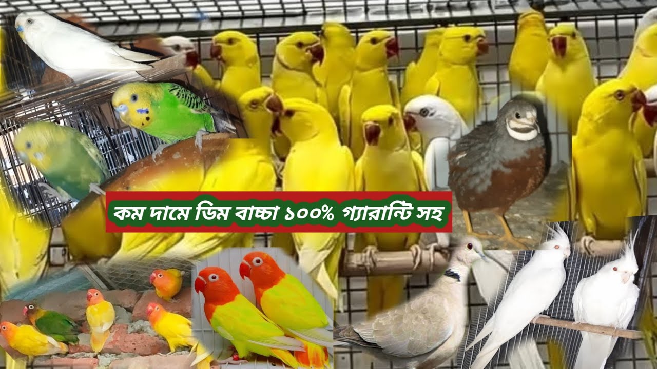 কম দামে ১০০% গ্যারান্টি সহ বি^ক্রি হবে । tiya/moyna/lovebird /cockatiel/ghughu/budgerigar/diamond