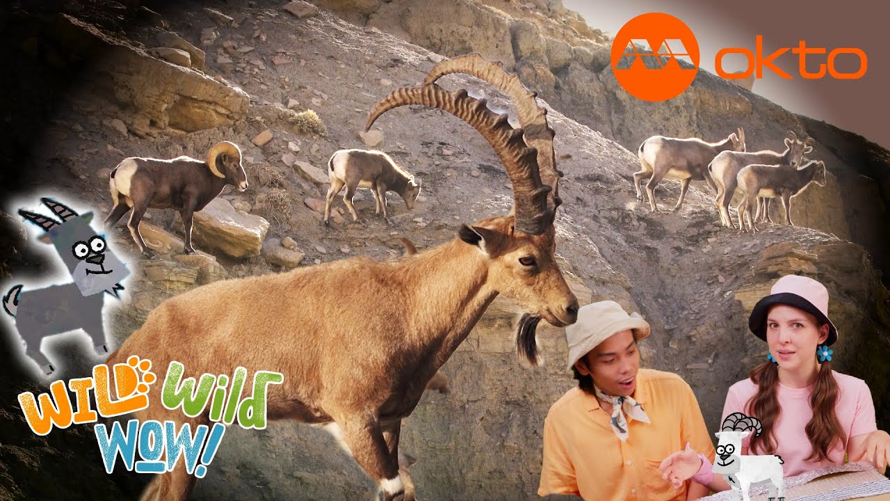 Mountain Goat CLIMBING Adventure 🐐🌿| Wild Wild Wow S3E07C | @mediacorpokto