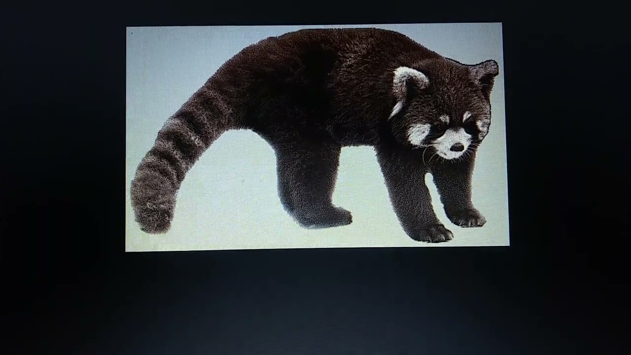 Largest Cenozoic Ailuridae