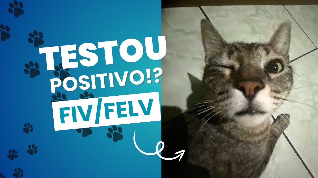 MEU GATO TEM FIV/FELV, E AGORA!?