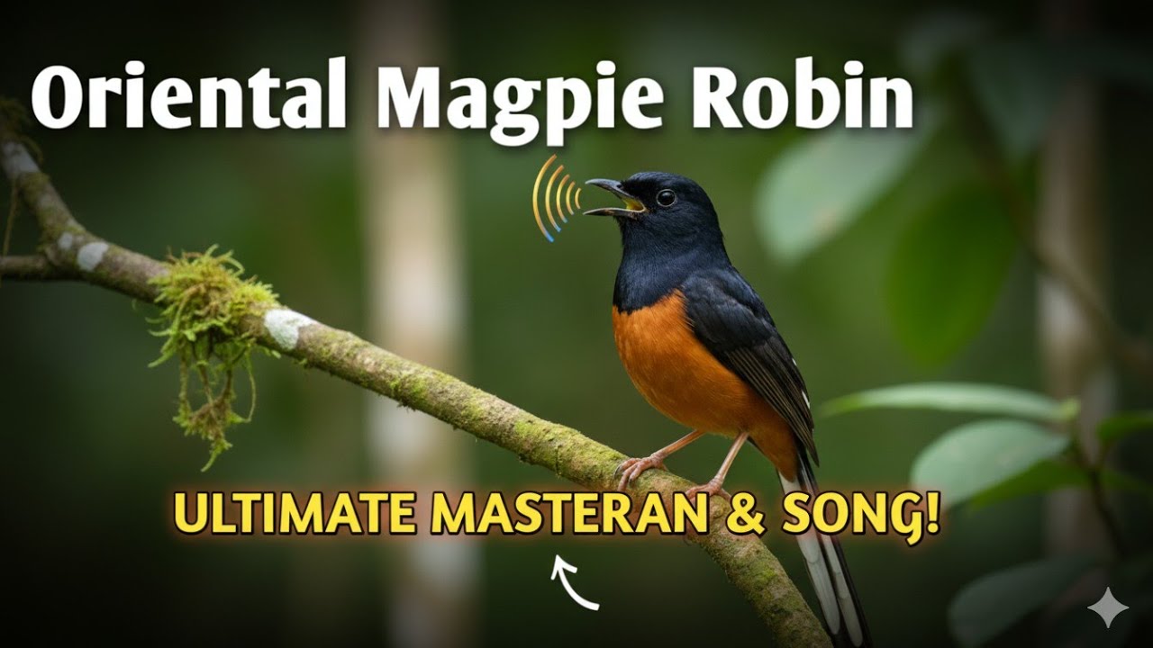 Beautiful White-rumped Shama Singing & Chirping | Murai Batu Bird Song