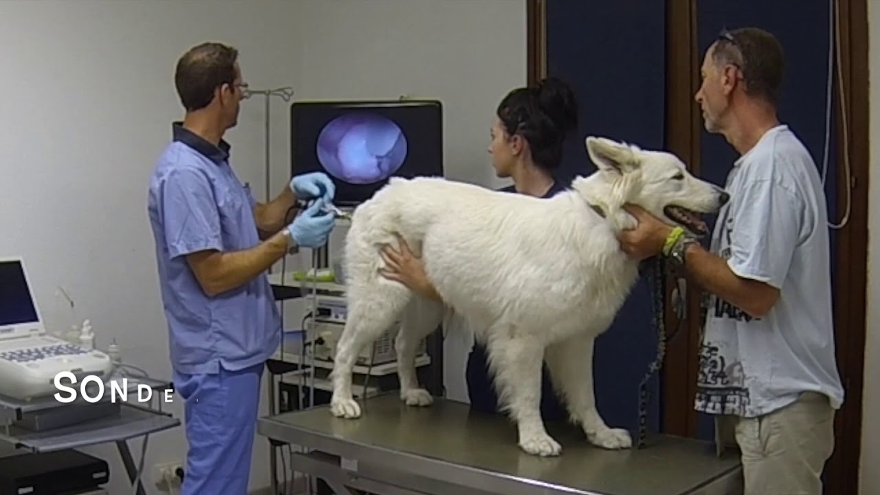 insemination intra-utérine transcervicale guidée par vidéoscopie au CRECS