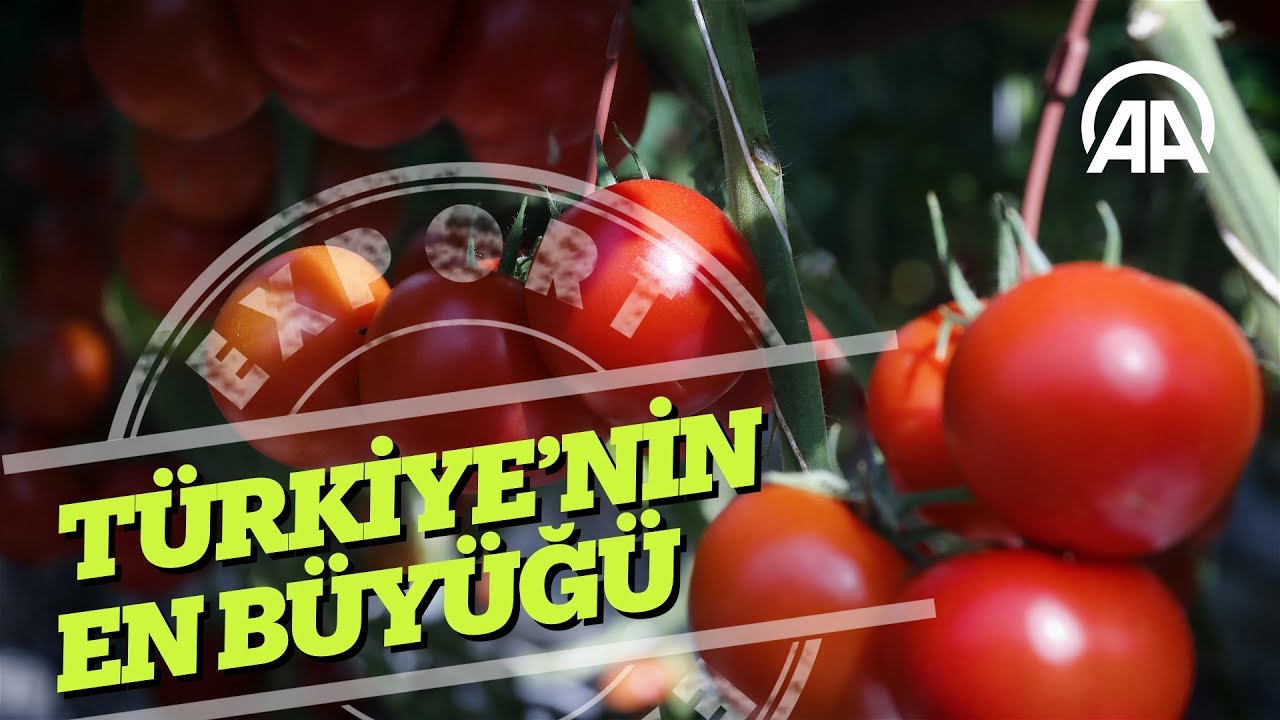 Sera domatesinde dünyanın en büyüğü olmayı hedefliyor
