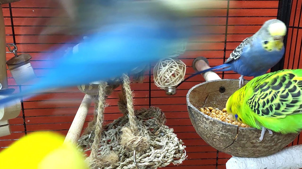7 hours of budgie sounds for lonely birds