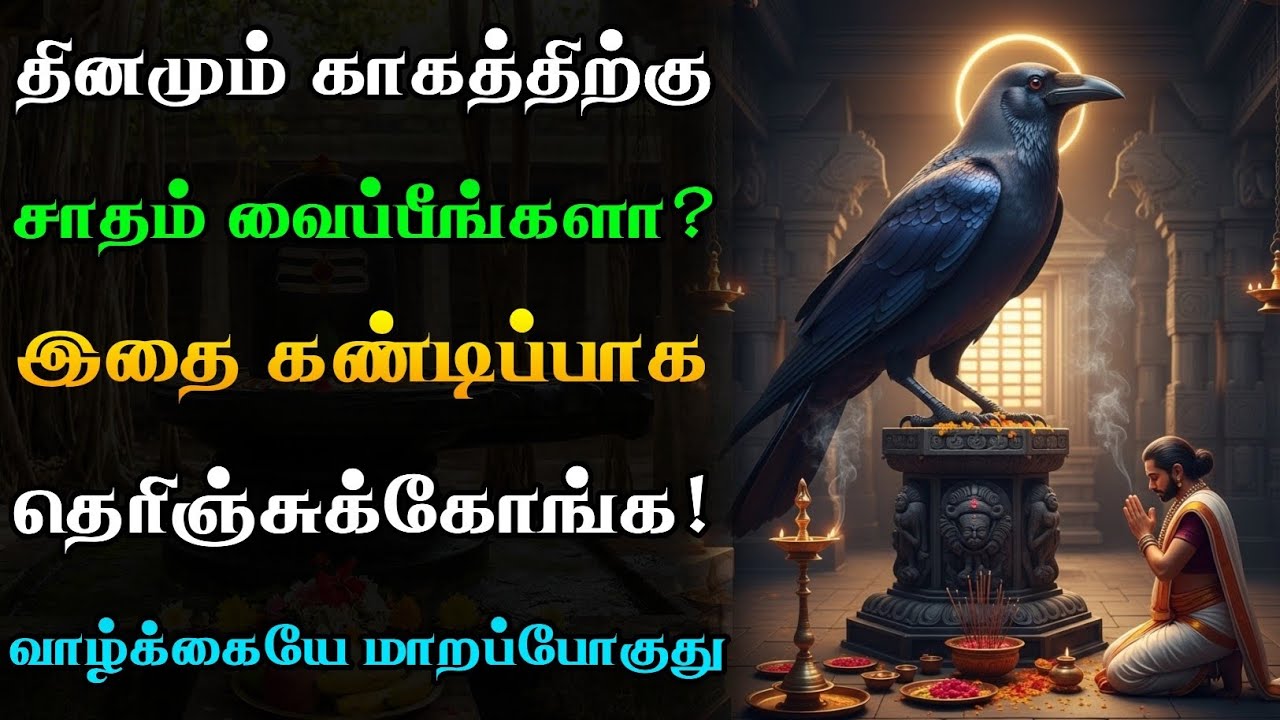 தினமும் காகத்திற்கு சாதம் வைப்பவரா நீங்கள்?🐦‍⬛ அப்போ இதை கண்டிப்பா தெரிஞ்சுக்கோங்க!🙏🏻😱 | Crow Secret
