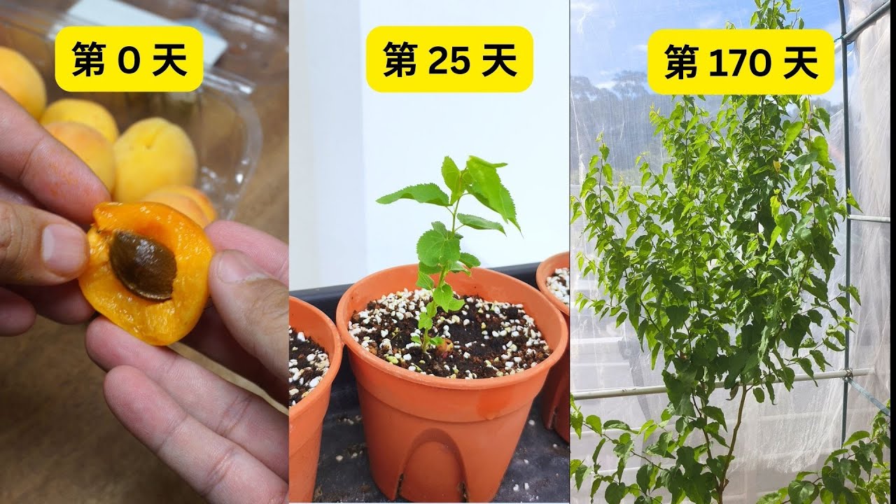 从种子种植杏树!从第一天到六个月!
