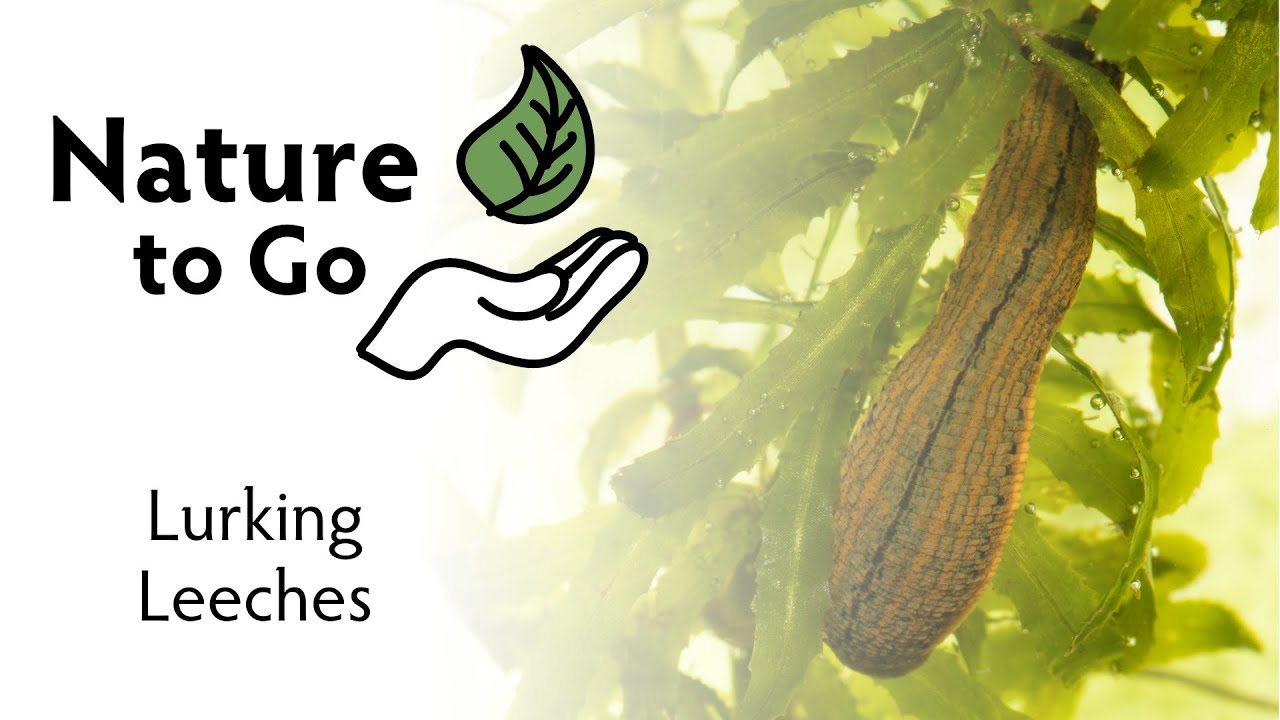Nature to Go | Lurking Leeches – Icky but Interesting Invertebrates