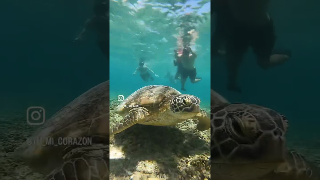 Swimming with Sea Turtles in Gili Islands 🐢 | Indonesia