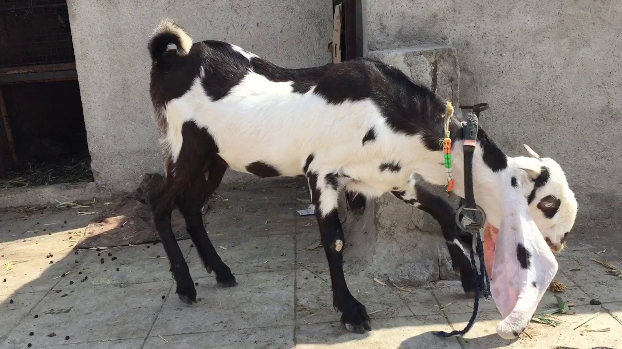 Heydrabadi gaban female sold