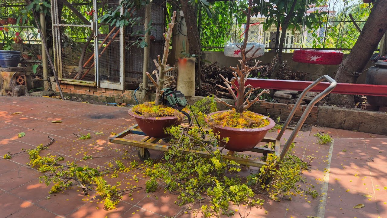 Xả tàn cây Mai Vàng, hy vọng năm sau tiếp tục có Mai để chơi!!!