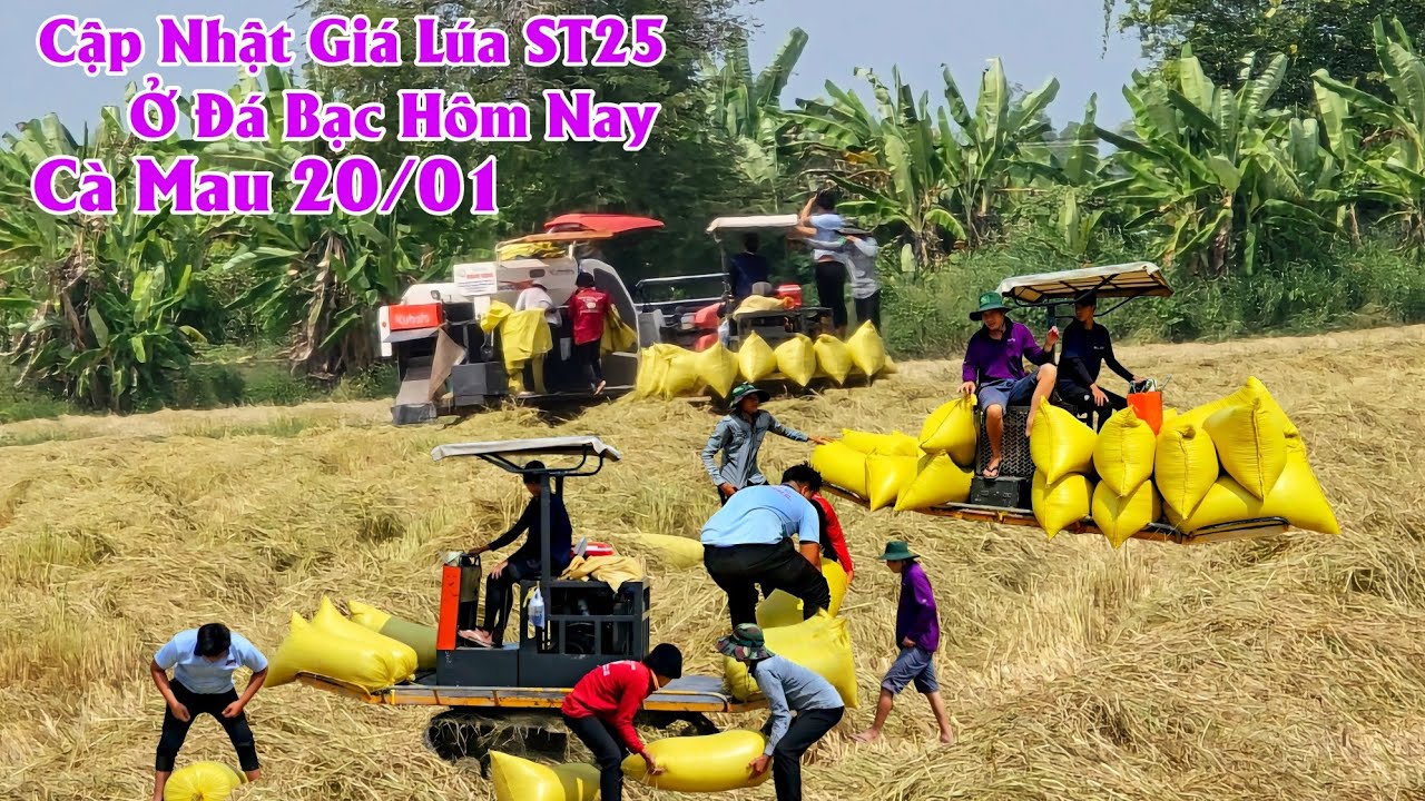 20/01/2026 Cập Nhật Giá Lúa ST25 Xả Đá Bạc Cà Mau Hôm Nay #ngườicàmau