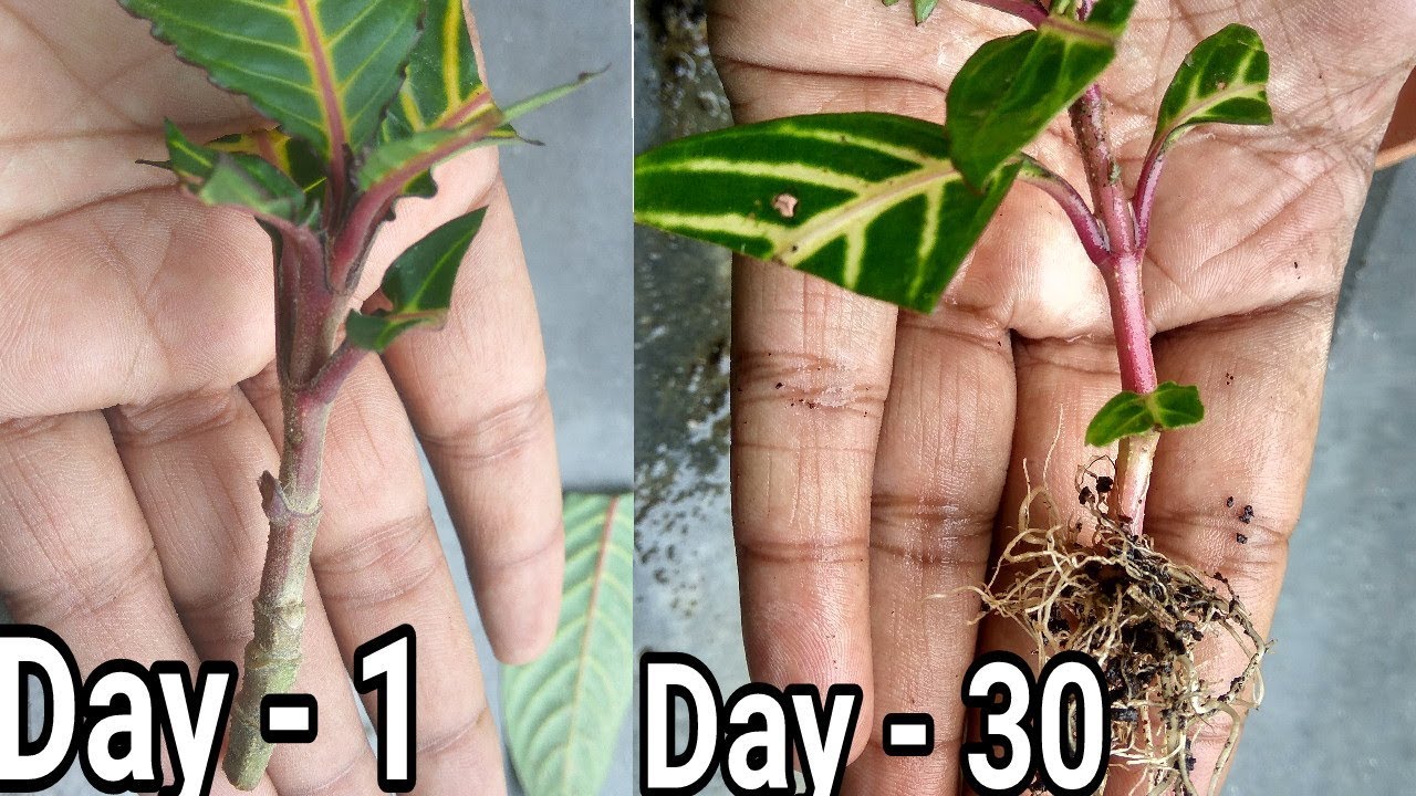 How to propagat Sanchezia Plant From Cutting with result