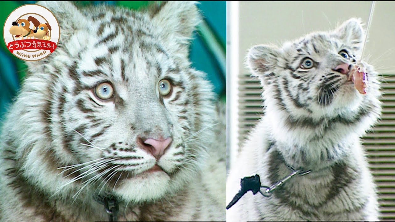 【爆笑検証】ホワイトタイガーの赤ちゃんの捕食は子猫そっくり！エミューやレッサーパンダも挑戦する回転エサ取りチャレンジ【どうぶつ奇想天外／WAKUWAKU】