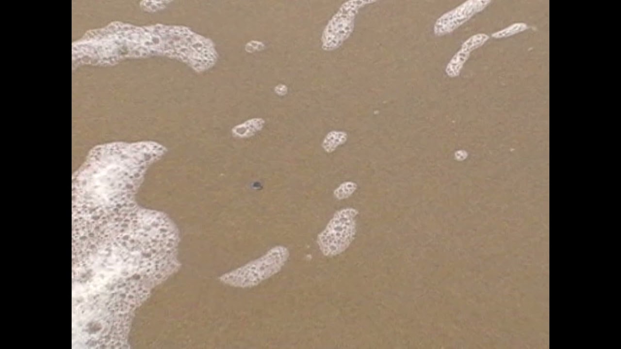 Woolvs - This Is Water
