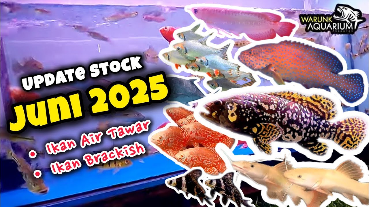 Update Stock Ikan Predator Air Tawar dan Brackish Juni 2025 di Warunk Aquarium Official