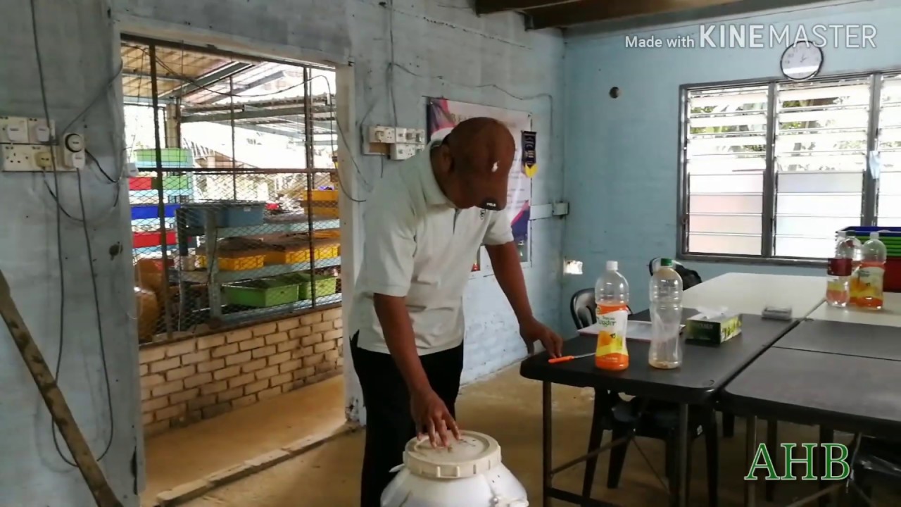 #1 Tutorial Membuat (membiak) EM Aktif (Penternakan, Petanian) How to make EM Active