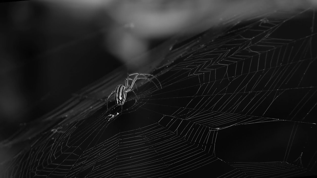Velvet &ndash; Dark Melodic Electronic | Cinematic | L&Oslash;W SIGNAL