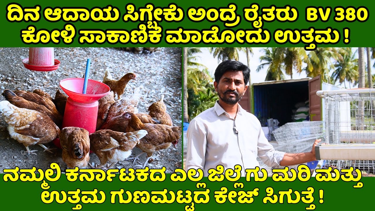 ಕಡಿಮೆ ಜಾಗದಲ್ಲೇ ಉತ್ತಮ ಆದಾಯ ಕೊಡುವಂತ ಬಿವಿ 380 ಕೋಳಿಯ ಬಗ್ಗೆ ಮಾಹಿತಿ| ಉತ್ತಮ ತಳಿಯ ಮರಿಗಳು ಮತ್ತು ಕೇಜ್ ಸಿಗುತ್ತೆ