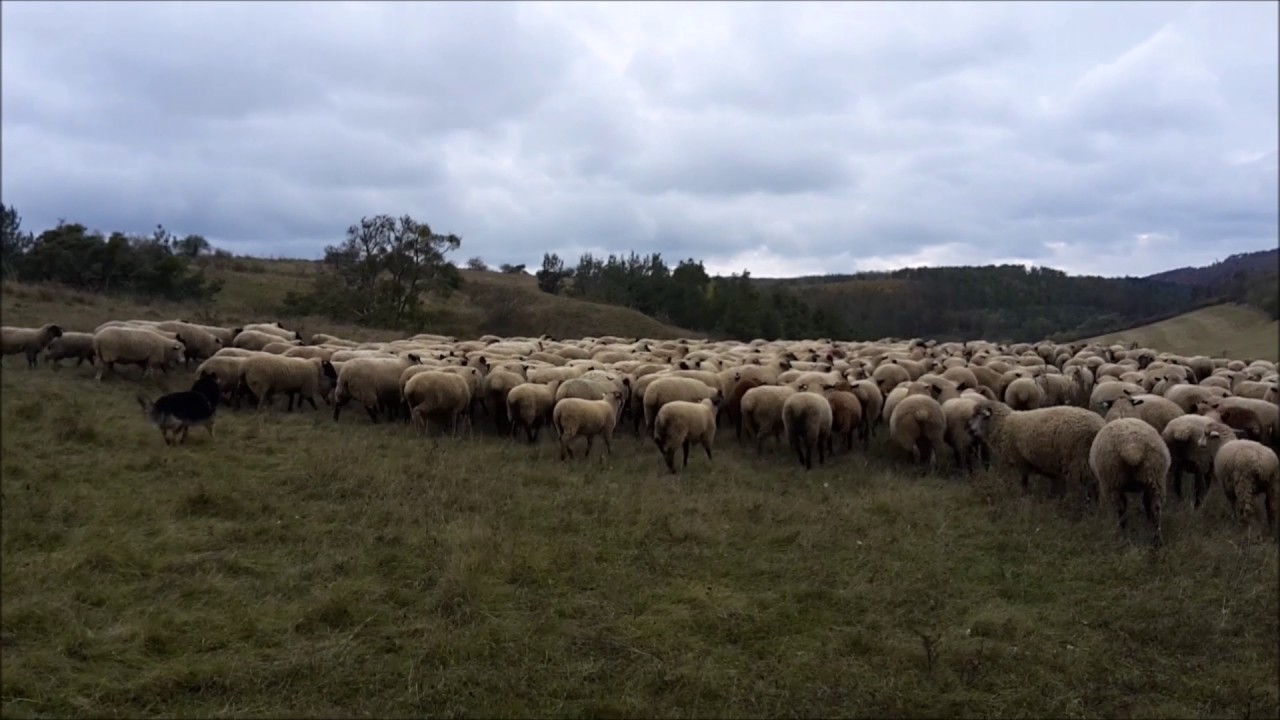 Chodský pes Boogie & border-setter Dixi - 600 sheep herding