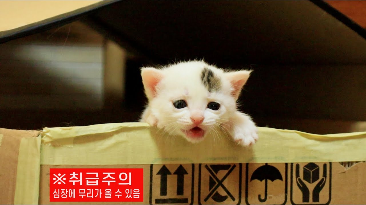 Kitten Desperately Calls The Mother Cat