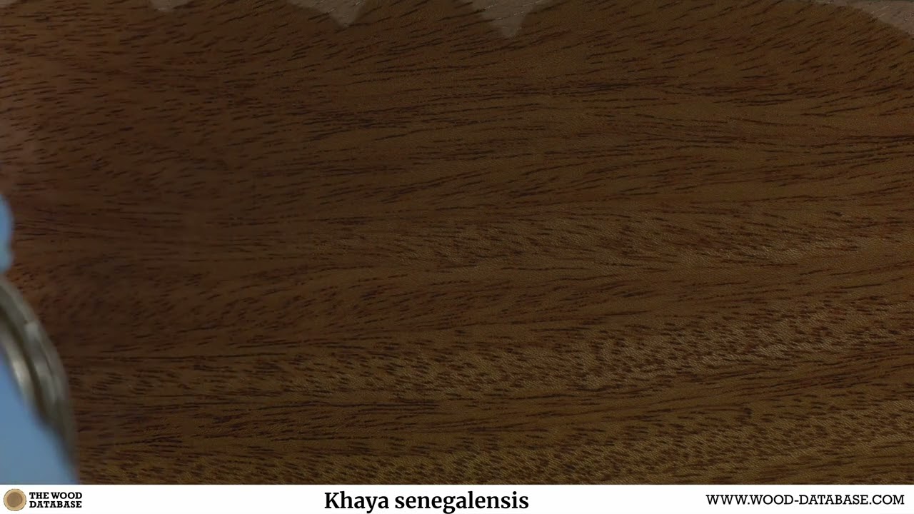 Dry Zone Mahogany (Khaya senegalensis)