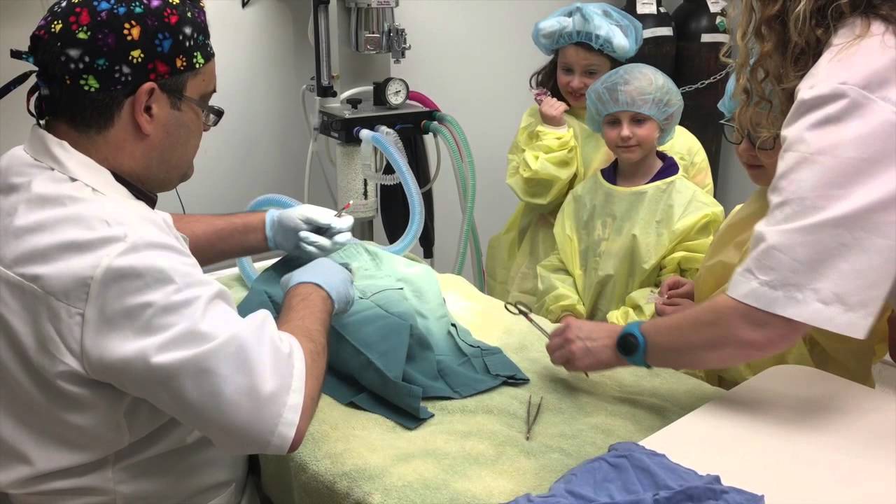 Dewdney Animal Hospital   Teddy Bear Surgery
