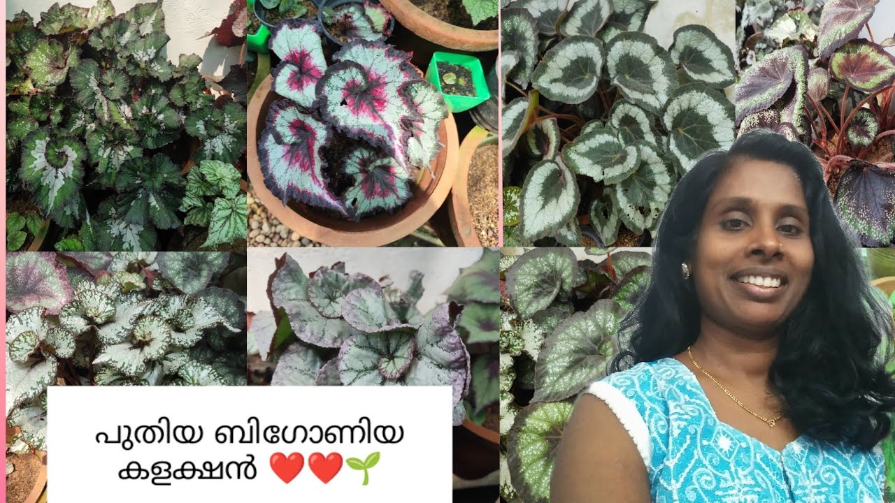 പുതിയ ബിഗോണിയ കളക്ഷൻ ❤️❤️🌱