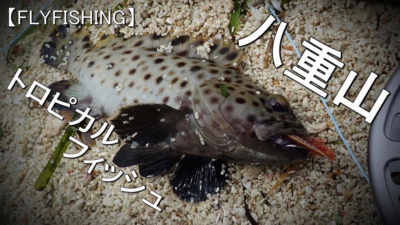 【FLYFISHING】石垣島でソルトフライフィッシング2024・DAY2～6